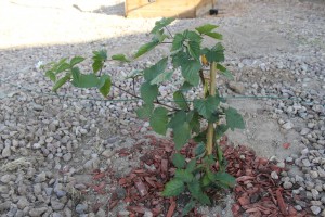 boysenberry plant in garden