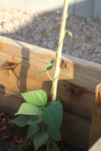 green bean vine climbing